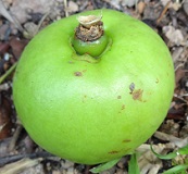Fruit of Garcinia griffithii photo